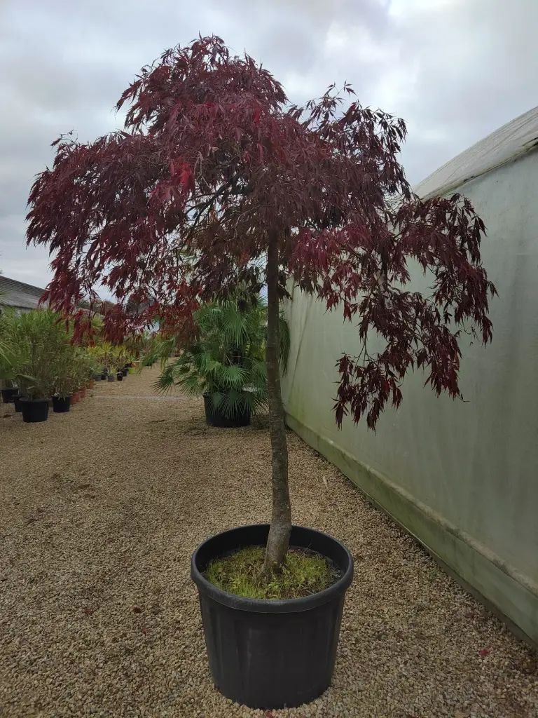 ACER - palmatum Tamukeyama 175/200 1/2 Tige Cont