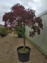 ACER - palmatum Tamukeyama 175/200 1/2 Tige Cont