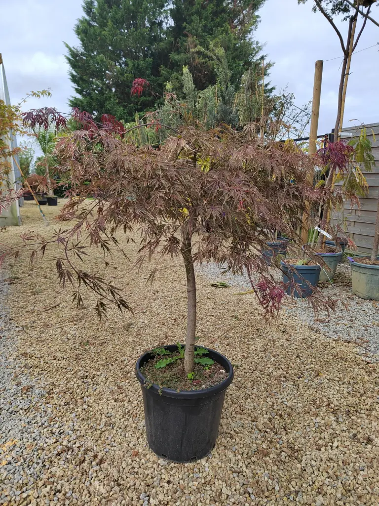 [14131] ACER - palmatum Dissectum viridis clt30