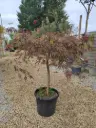 ACER - palmatum Dissectum viridis clt30