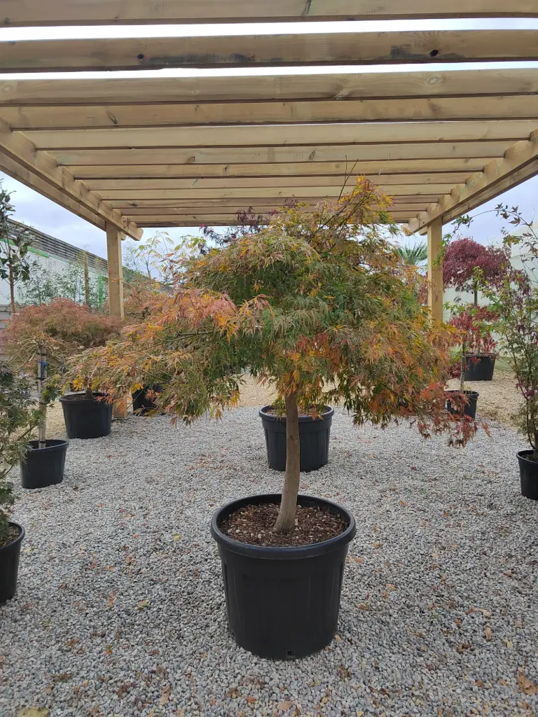 [14309] ACER - palmatum Dissectum viridis  clt90