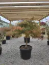 ACER - palmatum Dissectum viridis  clt90