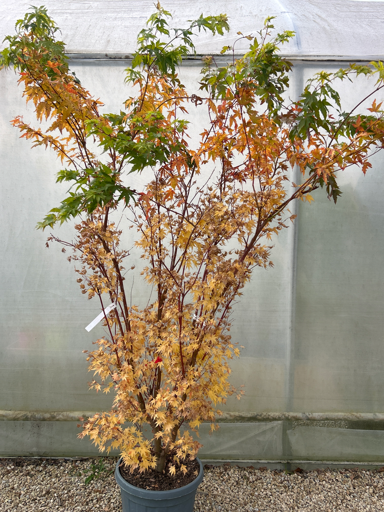 [14340] ACER - palmatum Sango kaku (senkaki) 300/350  Cont
