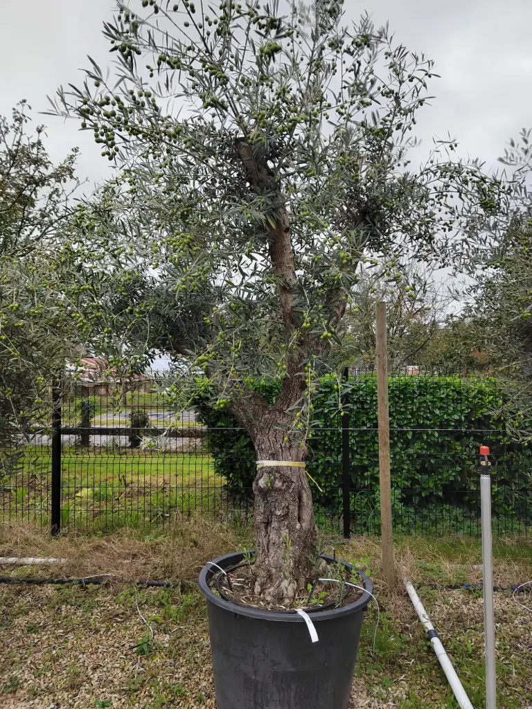[1721] OLEA europaea Exemplaire 60/80   c230l