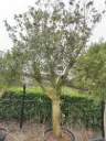 OLEA europaea Exemplaire 50/60 C130l