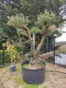 OLEA- taille plateaux N2