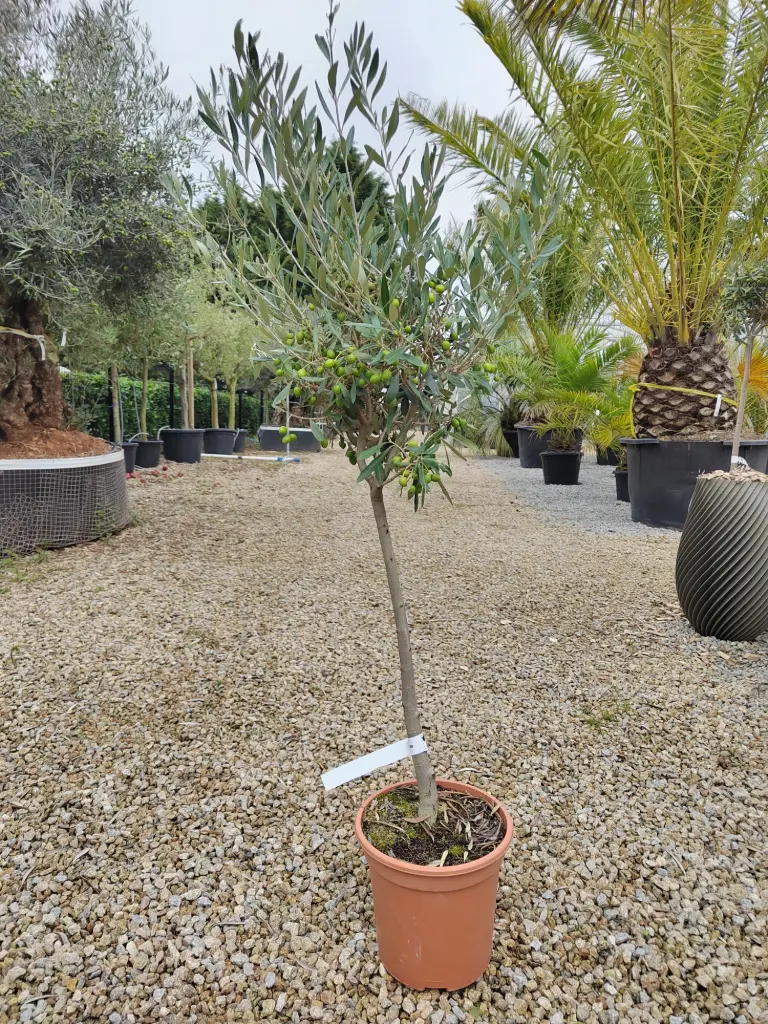 [3864] OLEA europaea 1/4 Tige C6