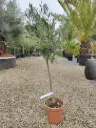 OLEA europaea 1/4 Tige C6