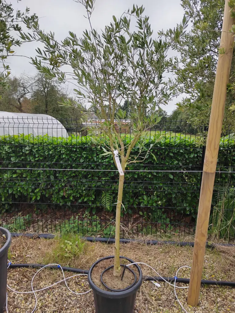 [4843] OLEA europaea  8/10 1/2 Tige Cont