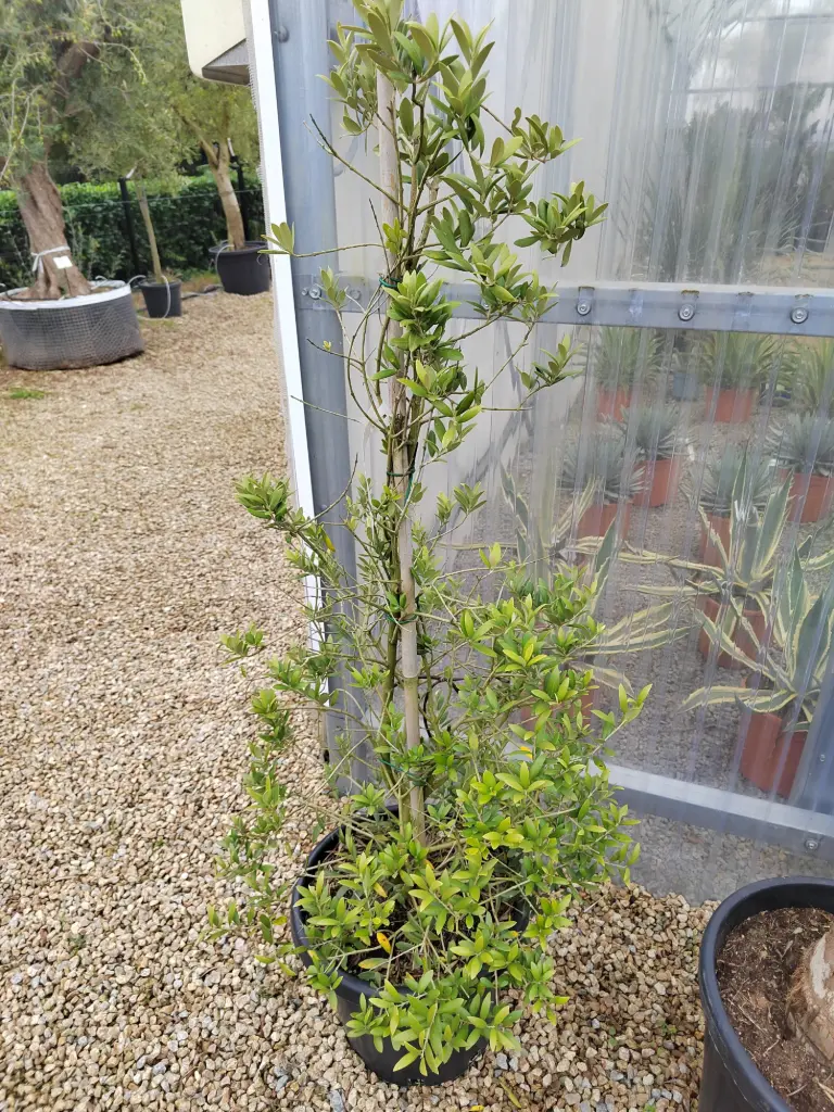 [8193] OLEA europaea  125/150  C25
