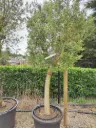 OLEA europaea Tronc lisse 20/30  Cont