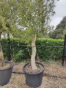 OLEA europaea Tronc lisse 30/40  Cont