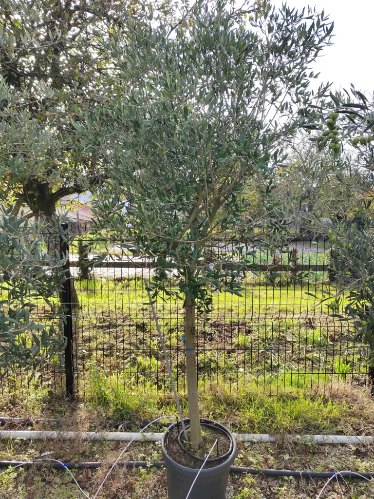 [15239] OLEA europaea  14/16 1/2 Tige C35