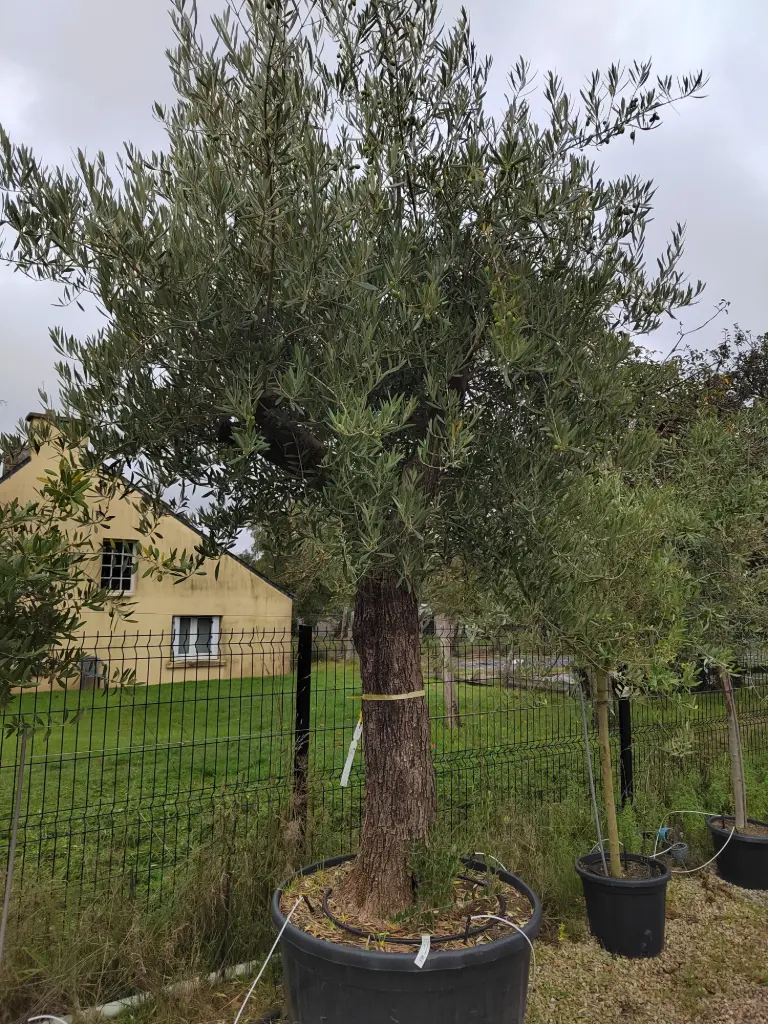 OLEA europaea Exemplaire 80/90 C285L