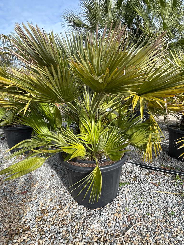 [1882] CHAMAEROPS humilis Vulcano 60/80  C50