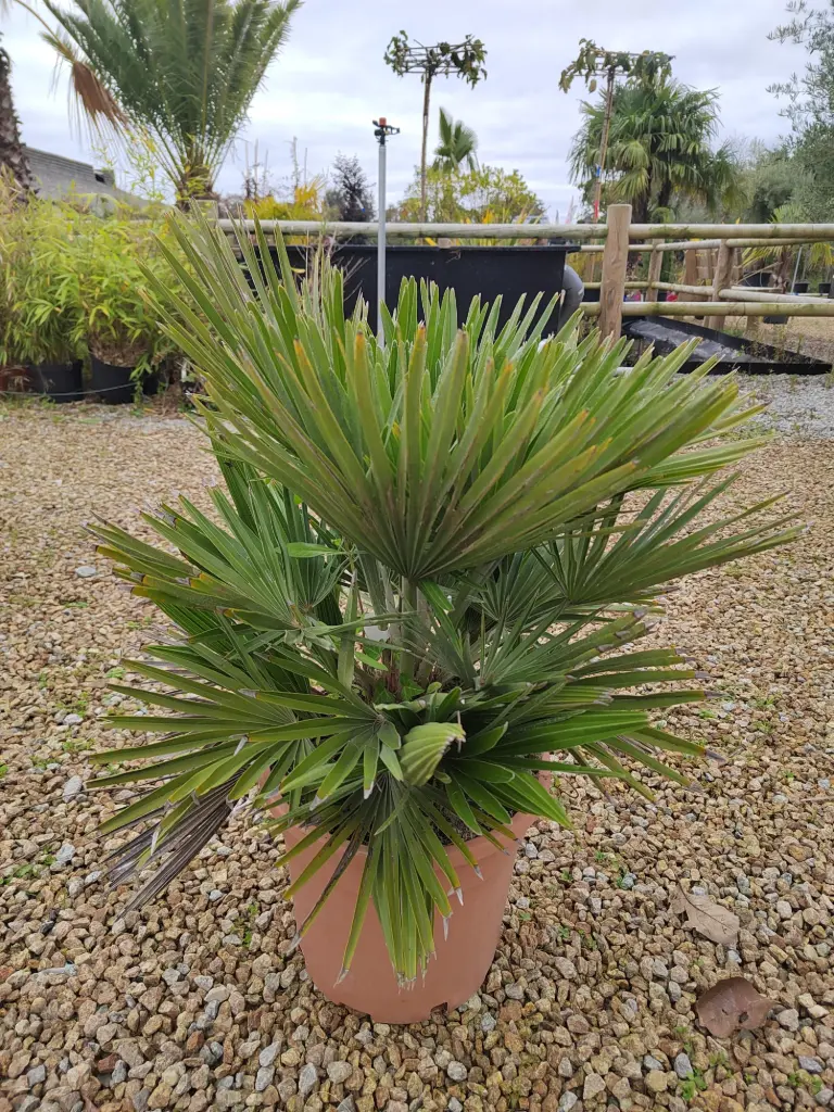 [3545] CHAMAEROPS humilis Vulcano 30/40 C7/C10