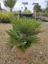 CHAMAEROPS humilis Vulcano 30/40 C7/C10