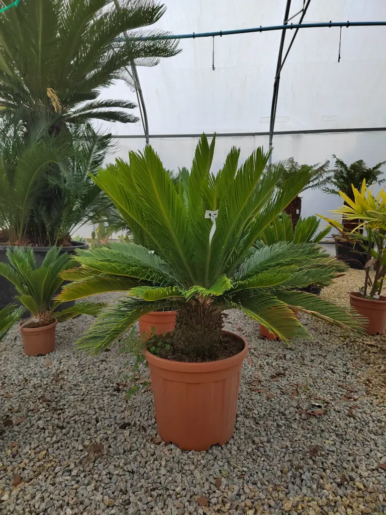 CYCAS revoluta C25