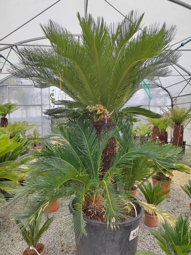 [5342] CYCAS revoluta CLT180