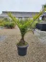 PHOENIX canariensis  150/175  C30