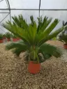 CYCAS revoluta    C7/C10