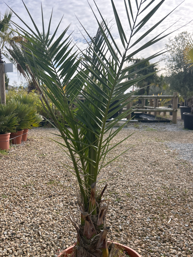 PHOENIX canariensis  60/80  C7/C10