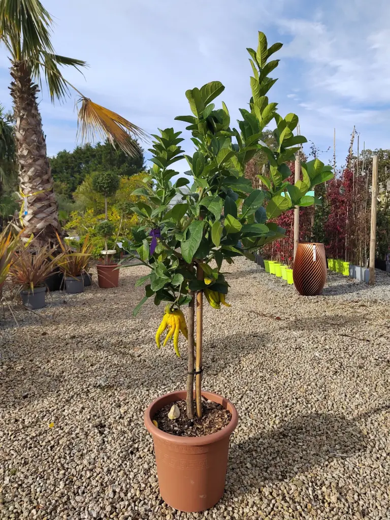 [1668] CITRUS - medica (cedro) mano di budda LV14 demi tige