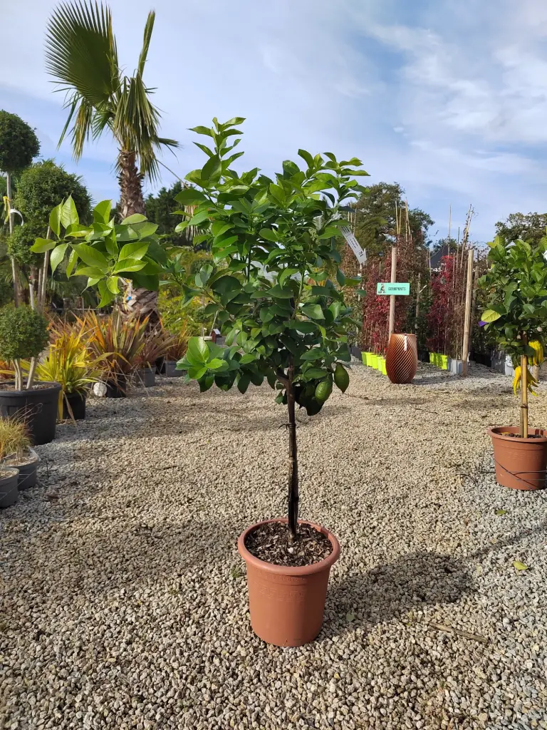 [1852] CITRUS - limonum (limone) LV14 demi tige