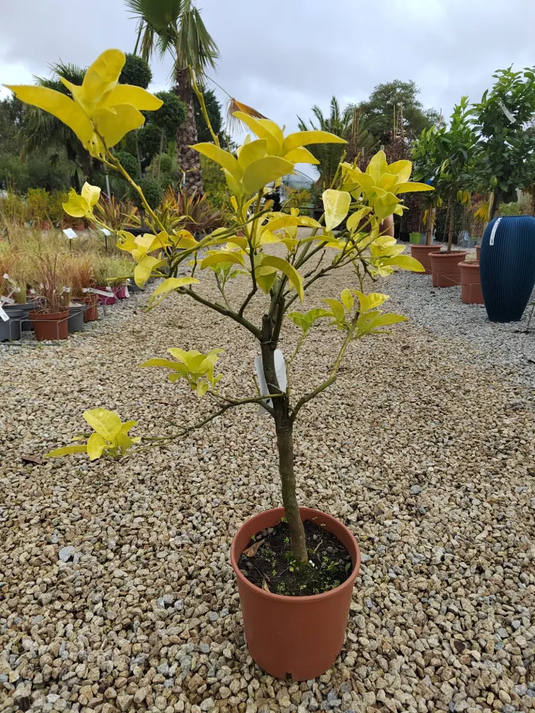 [2100] CITRUS - paradisi   1/4 Tige C5