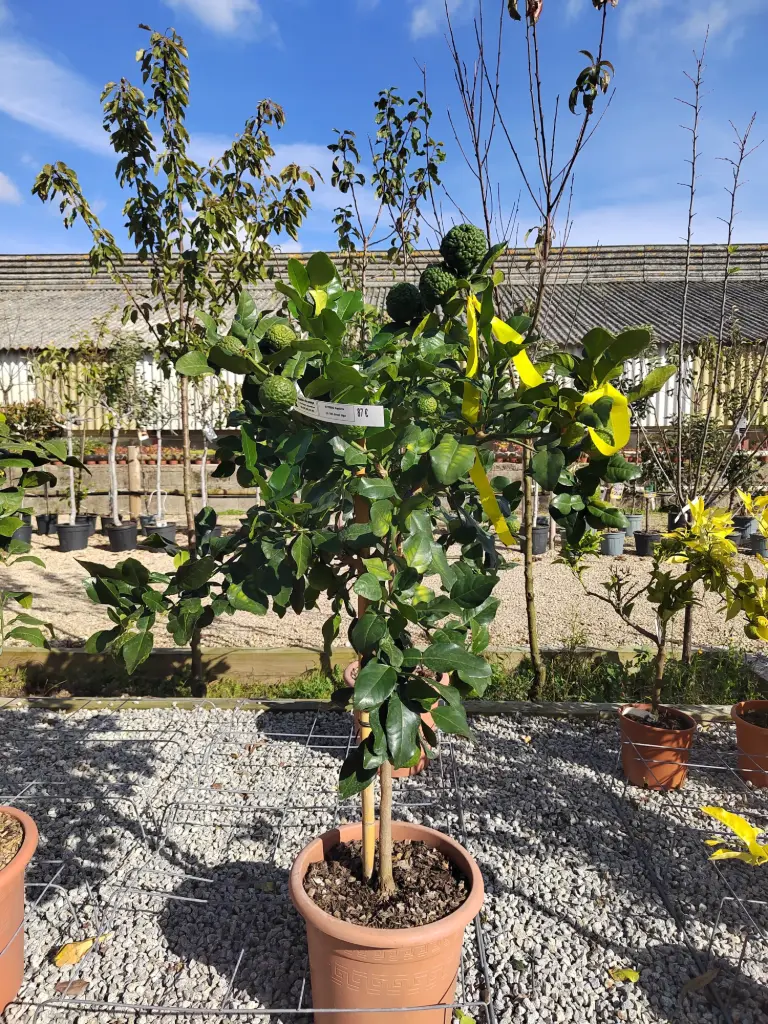 [2706] CITRUS - hystrix LV18 demi tige