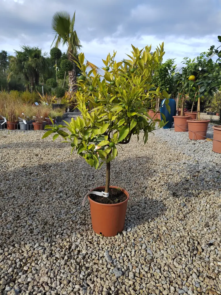 [4373] CITRUS - reticulata   1/4 Tige C5