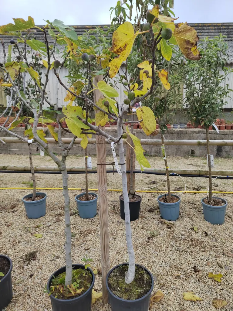 [10222] FICUS carica Noire de caromb 8/10 1/2 Tige C14