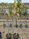FICUS carica Noire de caromb 8/10 1/2 Tige C14