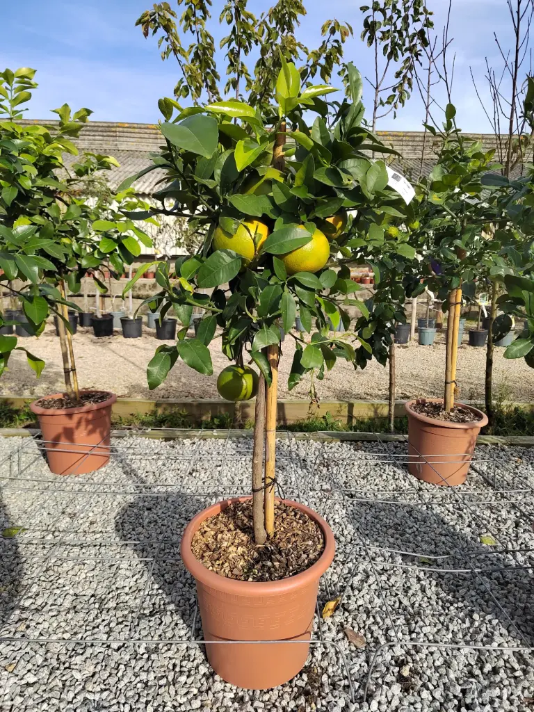 Citrus - Paradisi CLT 18 demi tige