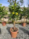 Citrus - Paradisi CLT 18 demi tige