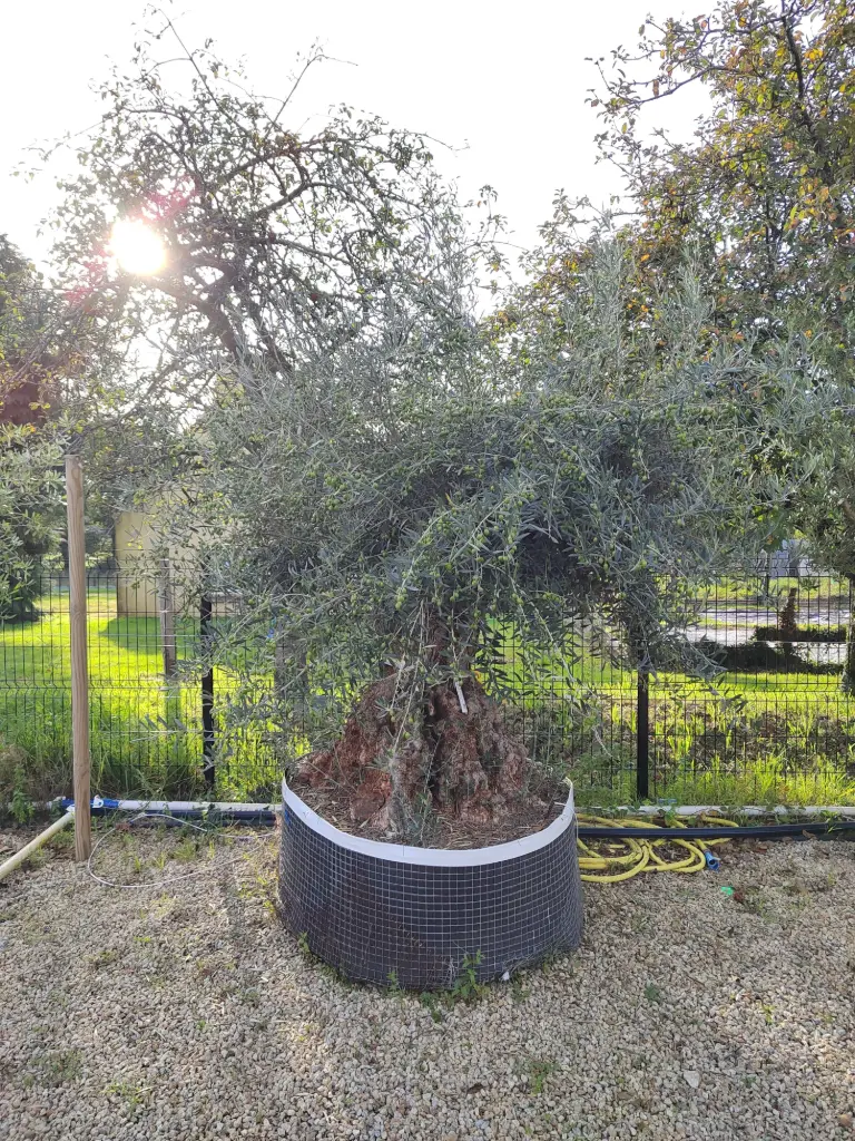 OLEA Europa Bonsai 125/150