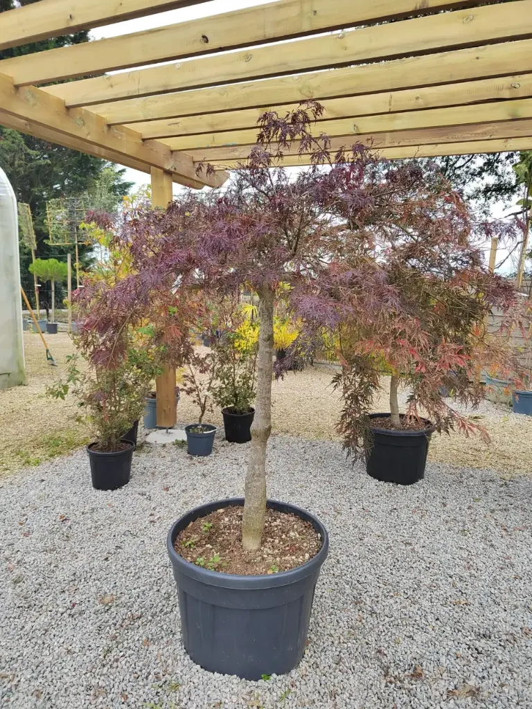 ACER palmatum dissectum inaba shidare clt130