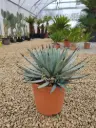 AGAVE - macrocantha C7/C10