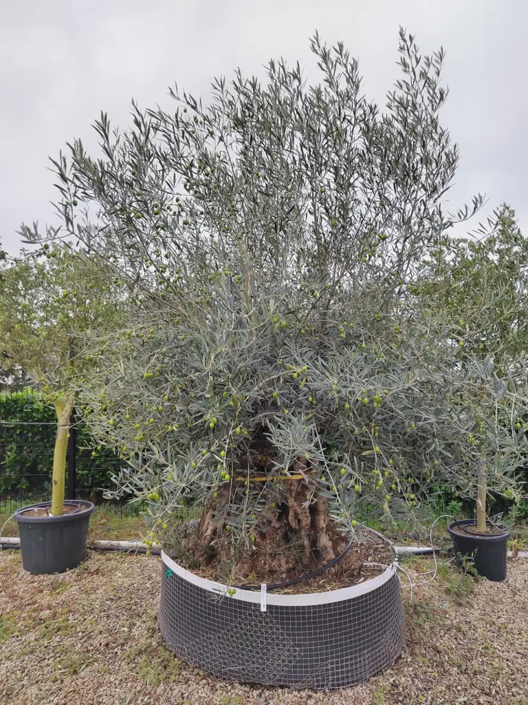 [olea:;] OLEA- europea bonsai 175/200