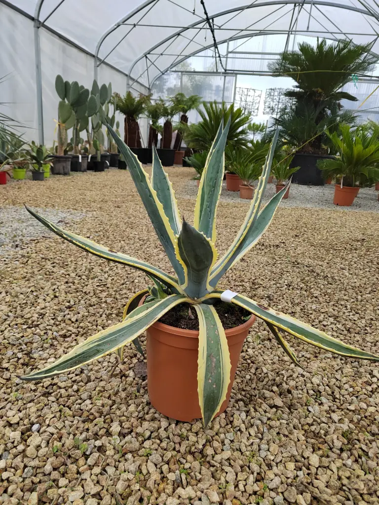 AGAVE- spectabilis marginata C7/C10