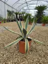 AGAVE- spectabilis marginata C7/C10