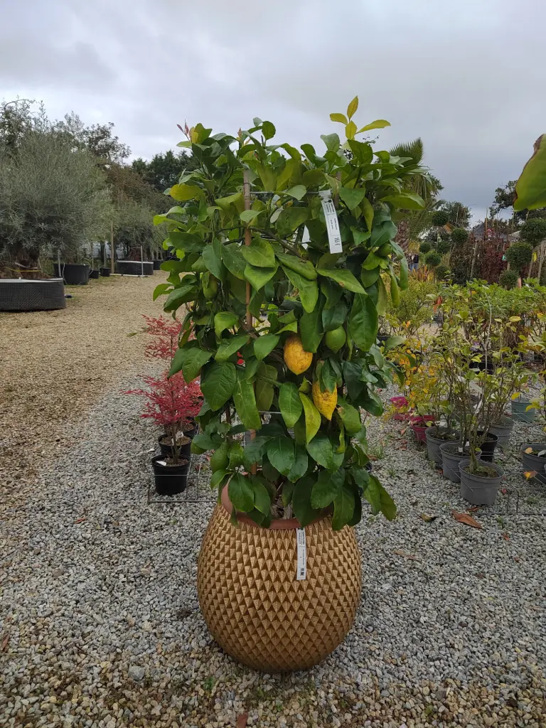 [citrus3] CITRUS limonum LV 18 CERCLE