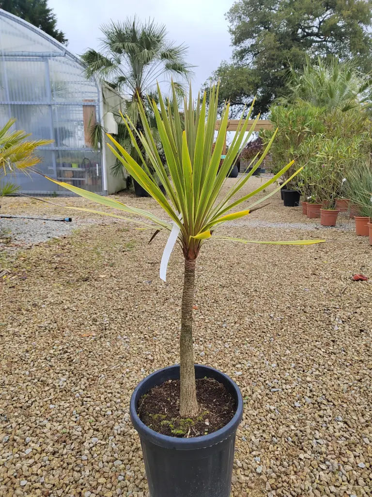 CORDYLINE - australis Torbay dazzler C14