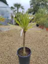CORDYLINE - australis Torbay dazzler C14