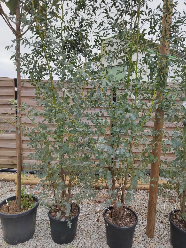 EUCALYPTUS- gunnii azura clt 18