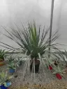 NOLINA clt20
