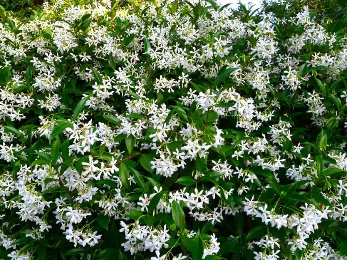 Jasmin étoilé -Trachelospermum jasminoides 250/300
