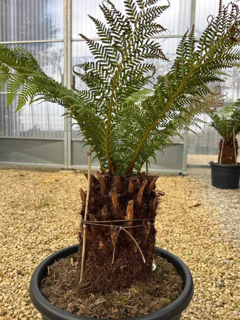 Dicksonia Antartica stipe 20/30