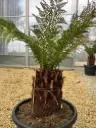 Dicksonia Antartica stipe 20/30