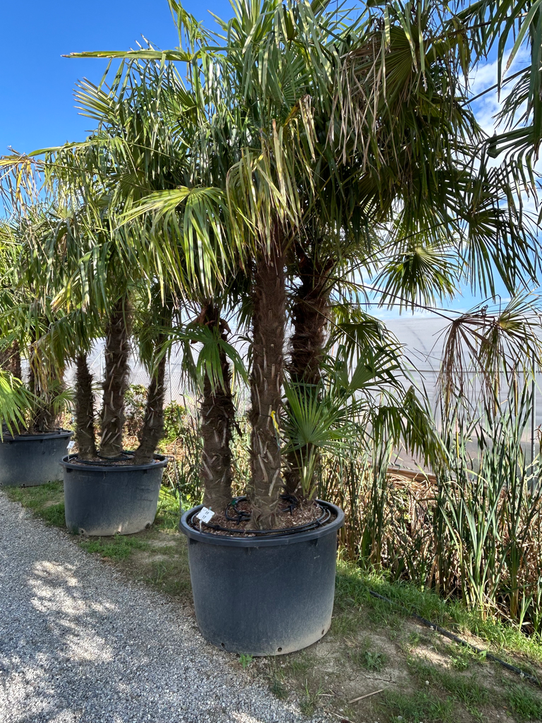 Trachycarpus Fortunei clt 525